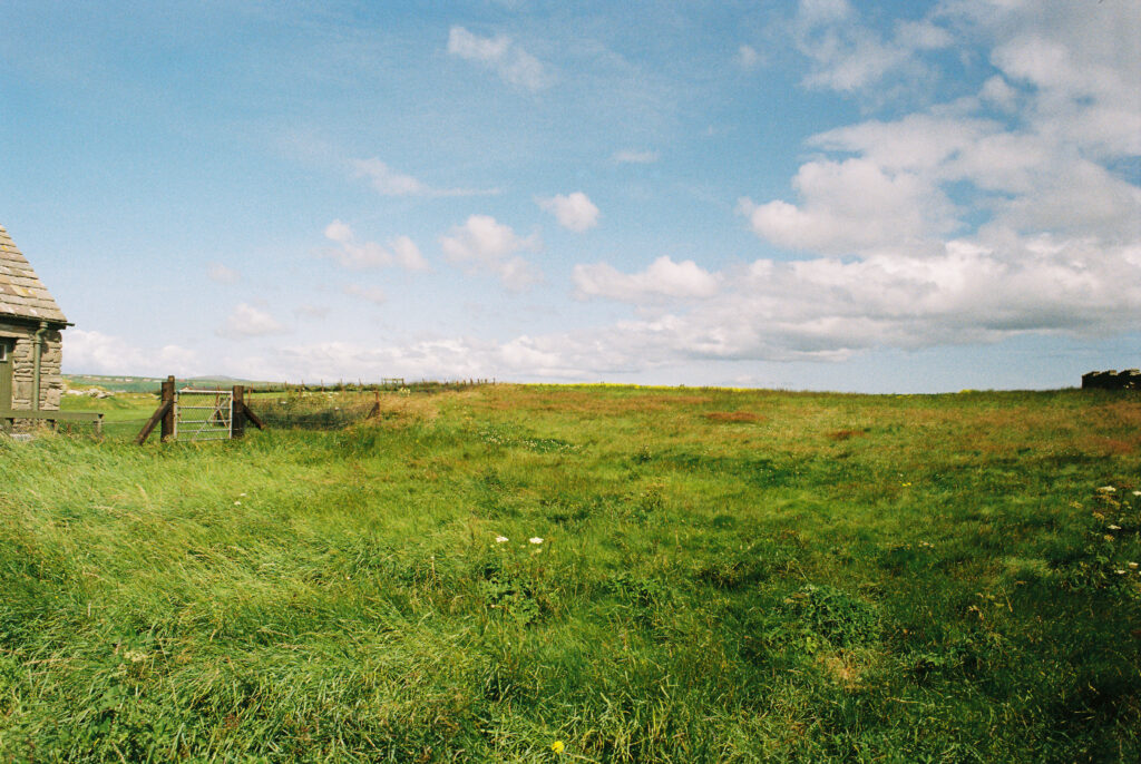 Roots 'n' Fruits Landscape
