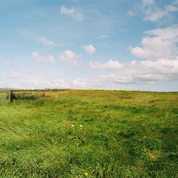 Roots 'n' Fruits Landscape