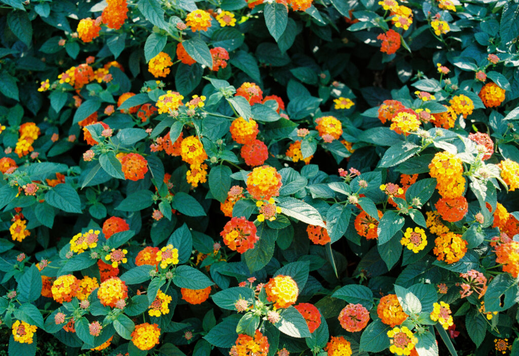 roots-n-fruits-orange-yellow-flowers