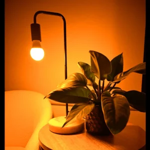 roots-n-fruits-light-bulb